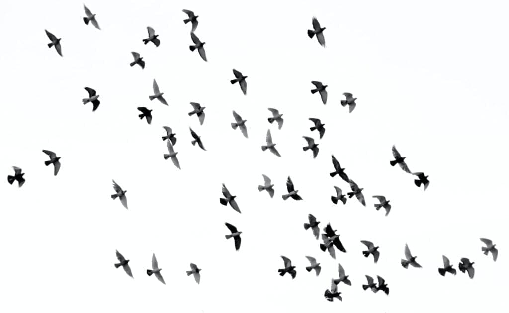 fugleflokk som flyr